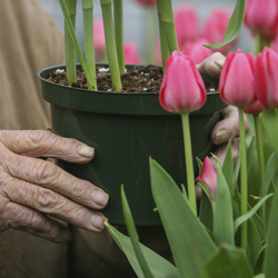 Person gardening